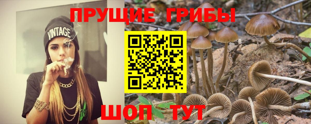 Галлюциногенные грибы Psilocybe Клинцы